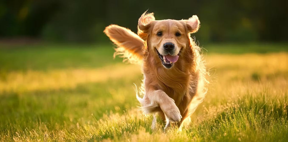 Ceylon Cinnamon Benefits for Diabetic Dogs - Natural Blood Sugar Support | Ceylon Spice Garden - Ceylon Spice Garden