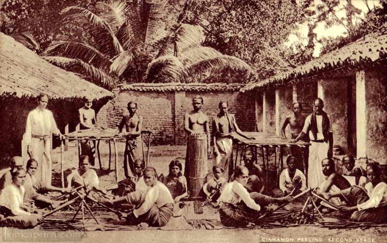 History of Ceylon Spice Trade in Ancient Times | Ceylon Spice Garden - Ceylon Spice Garden