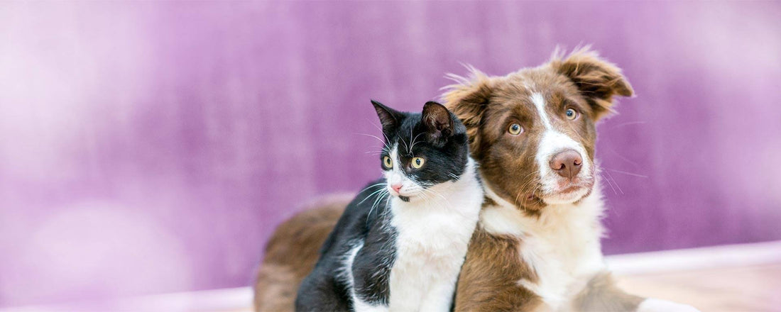 How to Give Ceylon Cinnamon to Pets for Inflammation - Safe Dosage Guide | Ceylon Spice Garden - Ceylon Spice Garden