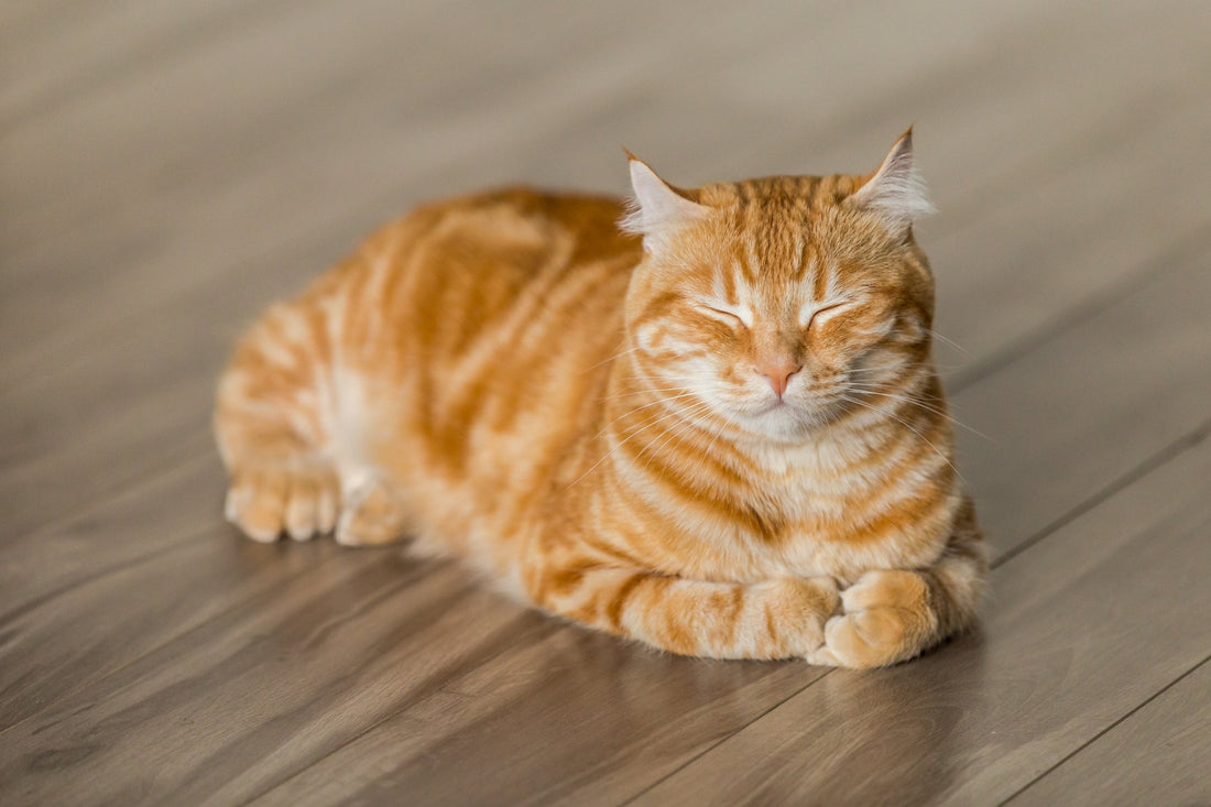 Is Ceylon Cinnamon Safe for Cats with Arthritis? Expert Safety Guide | Ceylon Spice Garden - Ceylon Spice Garden