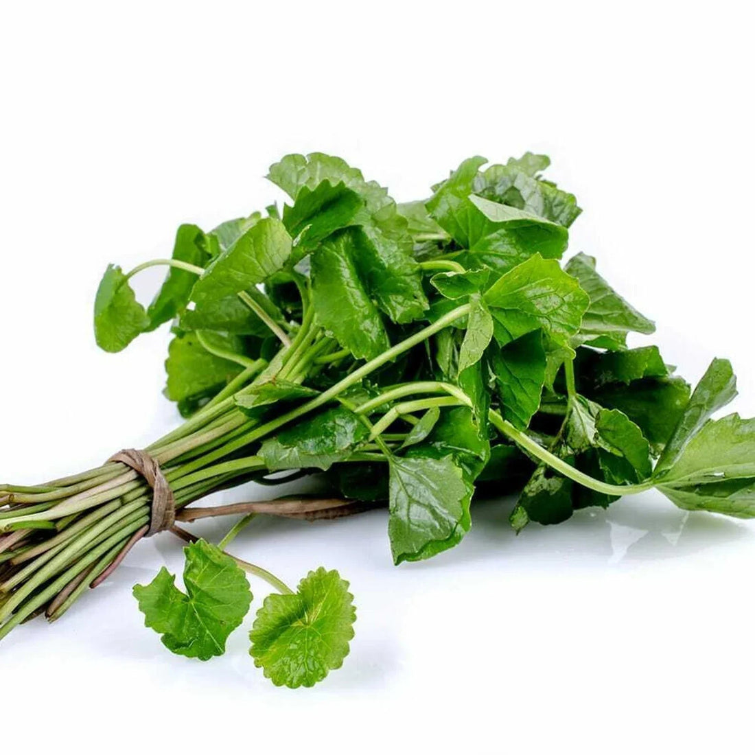 Premium Organic Ceylon Moringa Powder | Buy from Sri Lanka - Ceylon Spice Garden
