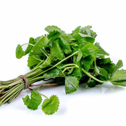 Premium Organic Ceylon Moringa Powder | Buy from Sri Lanka - Ceylon Spice Garden