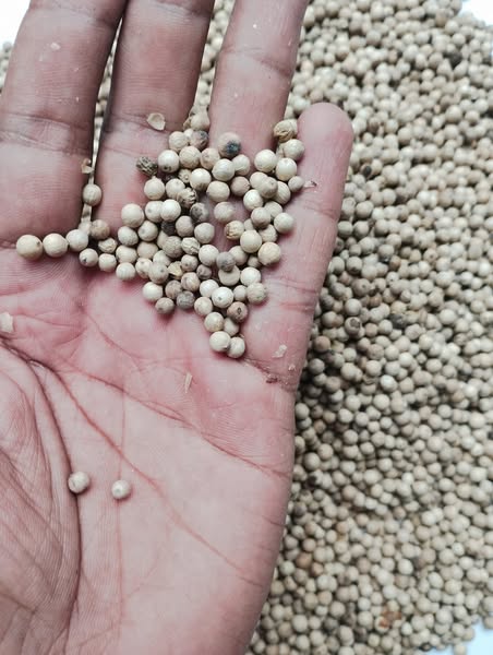 Premium Ceylon White Pepper - Authentic Sri Lankan Whole Peppercorns