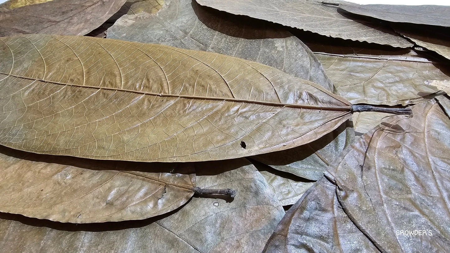 Premium Ceylon Cocoa Leaves (Theobroma cacao) - Nature's Antioxidant Powerhouse and Mood-Lifting Wellness Herb