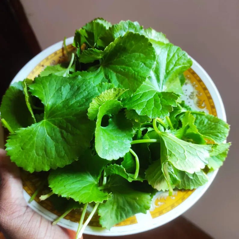 Ceylon Gotu Kola Powder | 100% Dried Sri Lankan Centella Asiatica | Natural Herbal Supplement - Ceylon Spice Garden