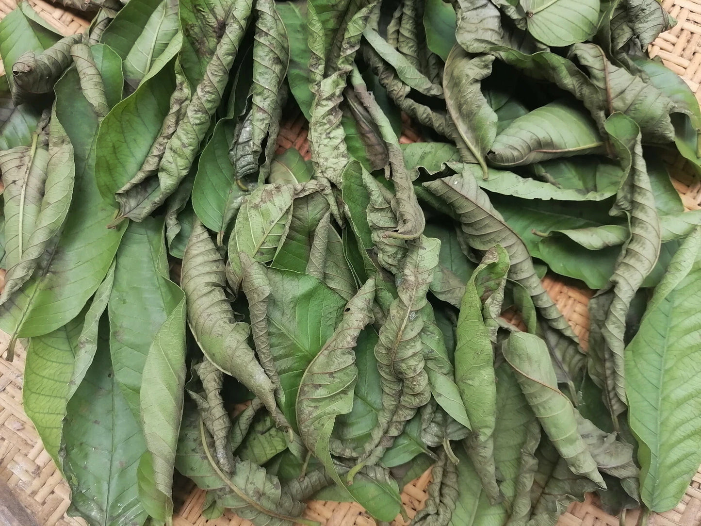 Premium Ceylon Guava Leaves (Psidium guajava) - Nature's Multi-Purpose Wellness Herb