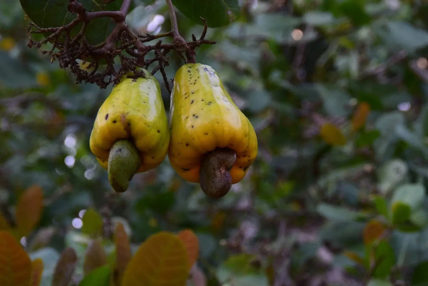 Fresh cashew fruits hanging on tree with yellow-green skin and attached nuts, typical of Sri Lankan cashew harvest