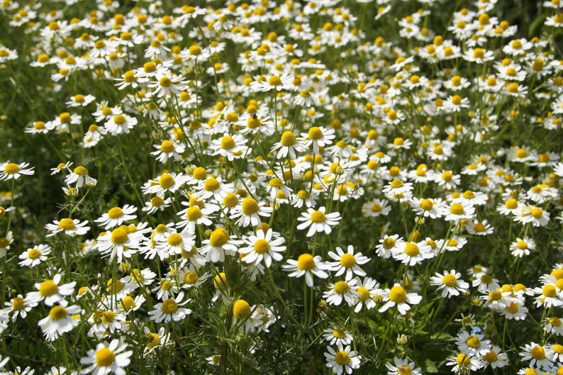 Premium Chamomile Dried Flowers ā Natural Herbal Tea for Calm & Relaxation