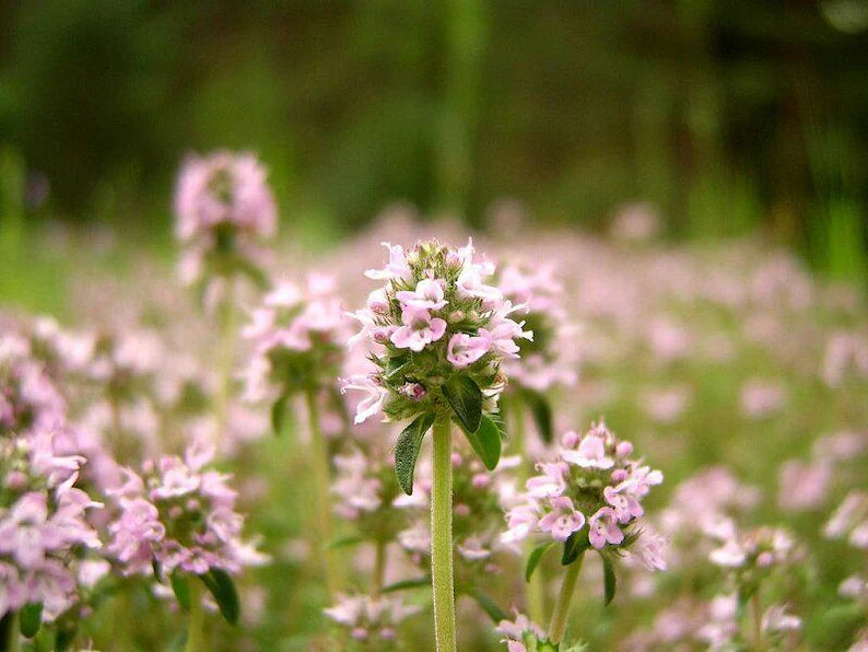 Premium Dried Thyme - Respiratory Relief & Bold Flavour