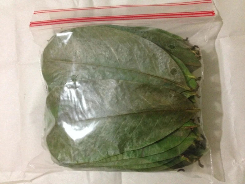 Organic Dried Soursop Leaves – Graviola / Guanabana / Annona Muricata (Ceylon Origin)