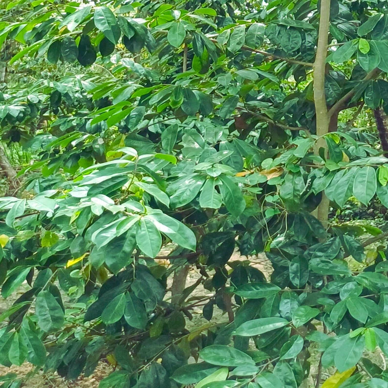 Organic Dried Soursop Leaves – Graviola / Guanabana / Annona Muricata (Ceylon Origin)