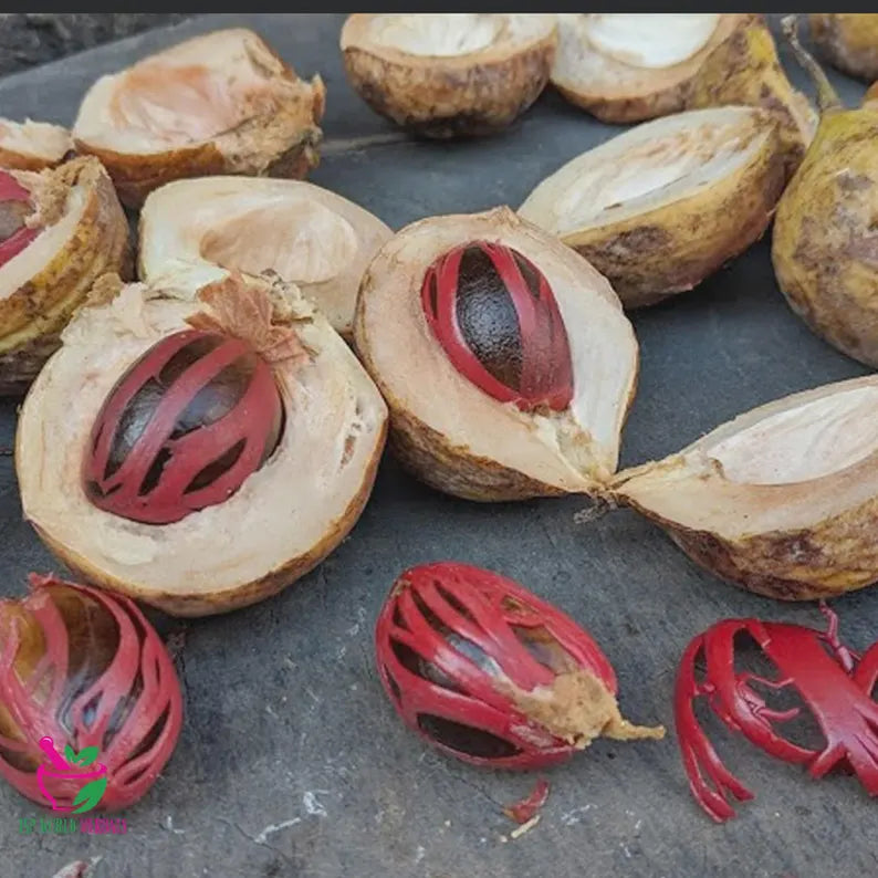 Premium Ceylon Nutmeg from Sri Lanka - Authentic True Nutmeg