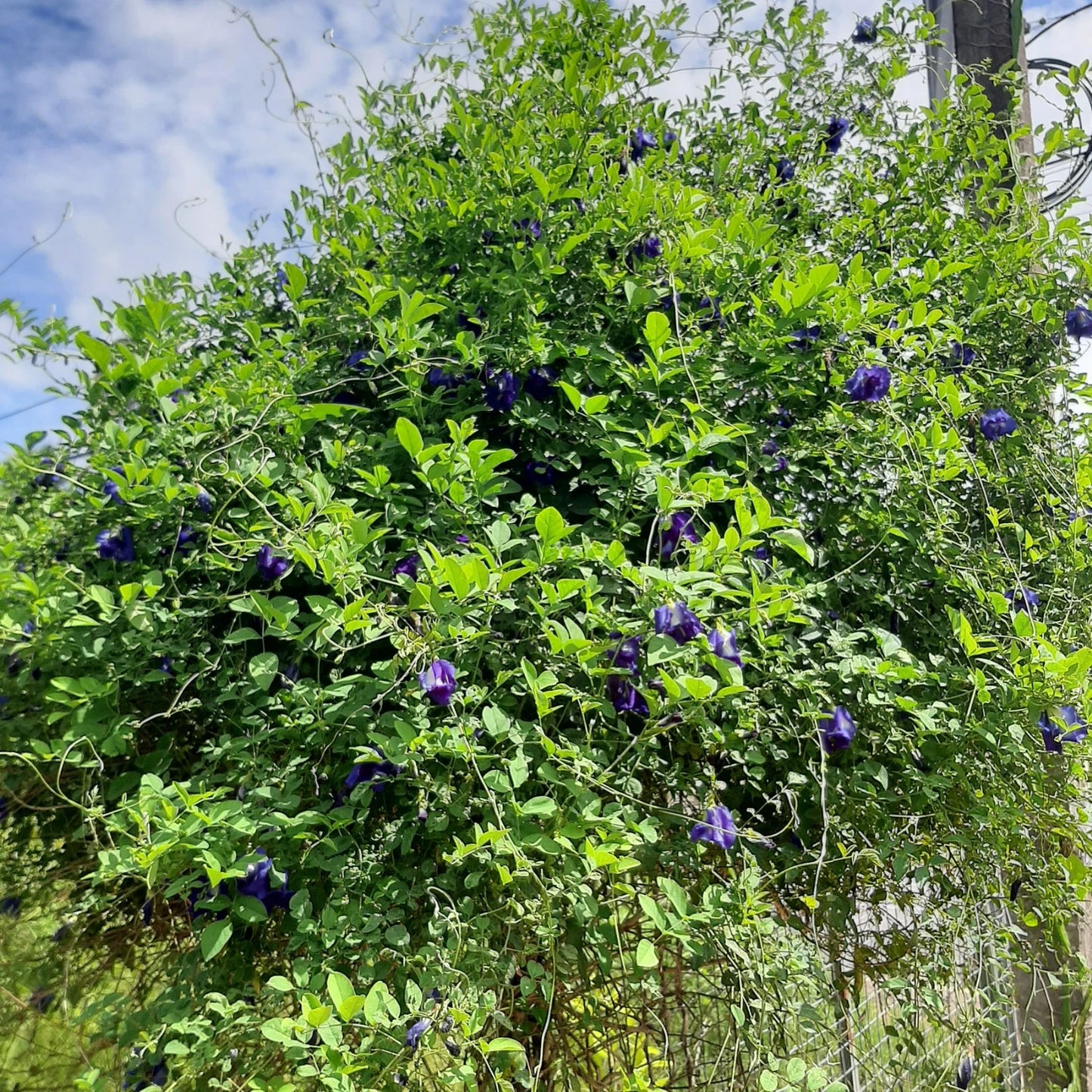 Ceylon Blue Butterfly Pea Flowers – 100% Pure Organic Clitoria ternatea | Whole Dried Flowers | Natural Food Coloring
