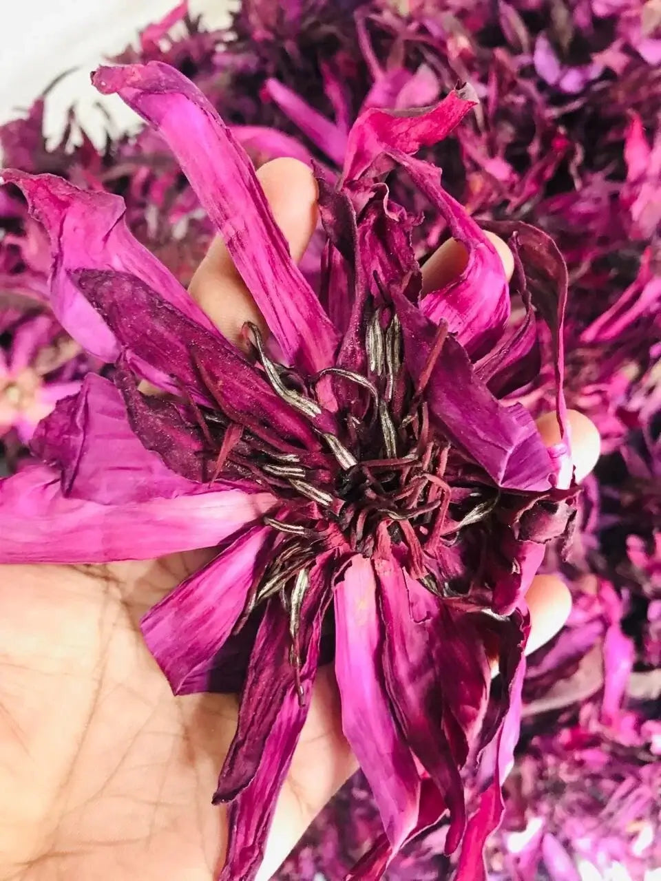 Close-up of dried water lily flowers showing detailed petals and dark centers, used for floral herbal tea and infusions.
