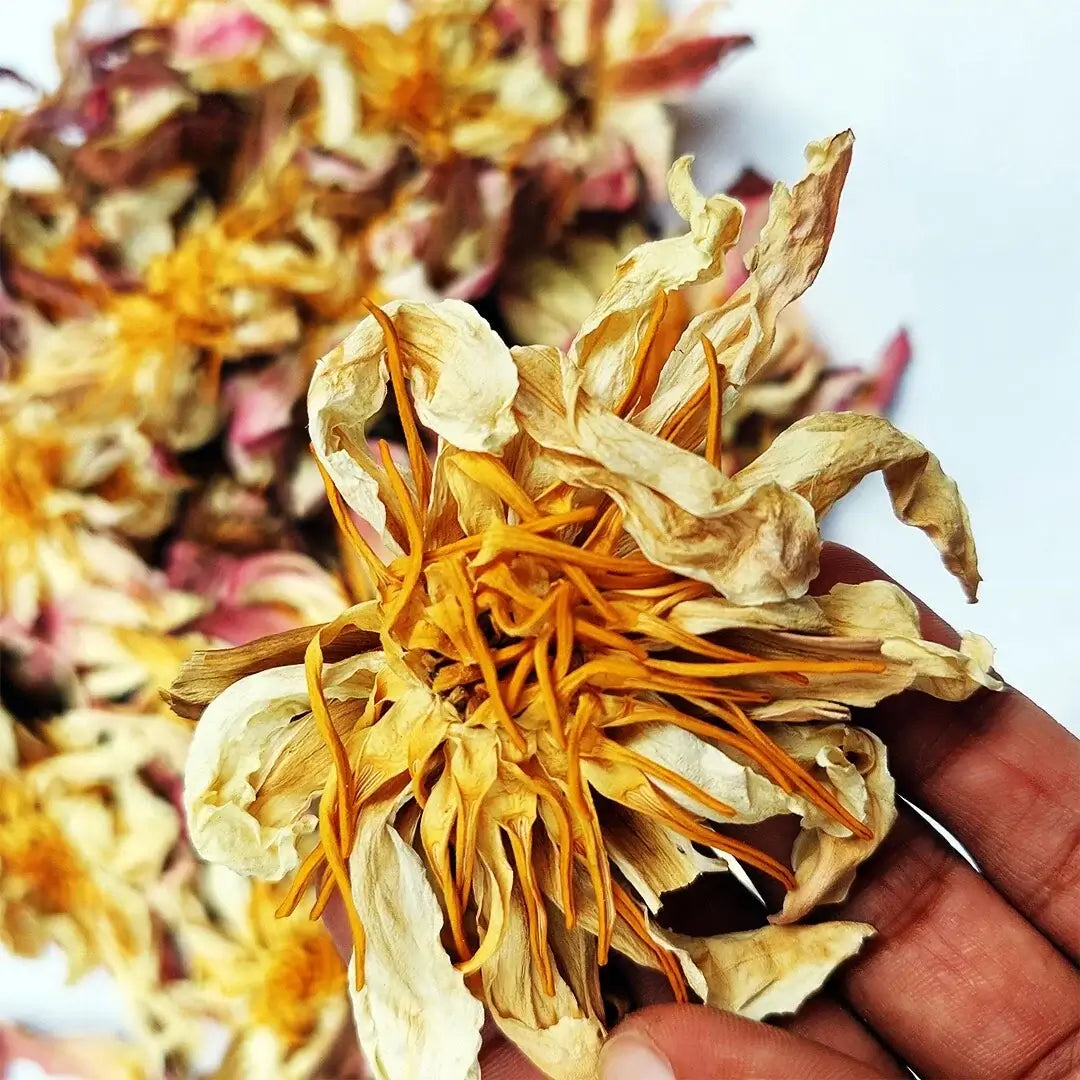 Dried White Lotus Flowers - Nelumbo nucifera Herbal Tea