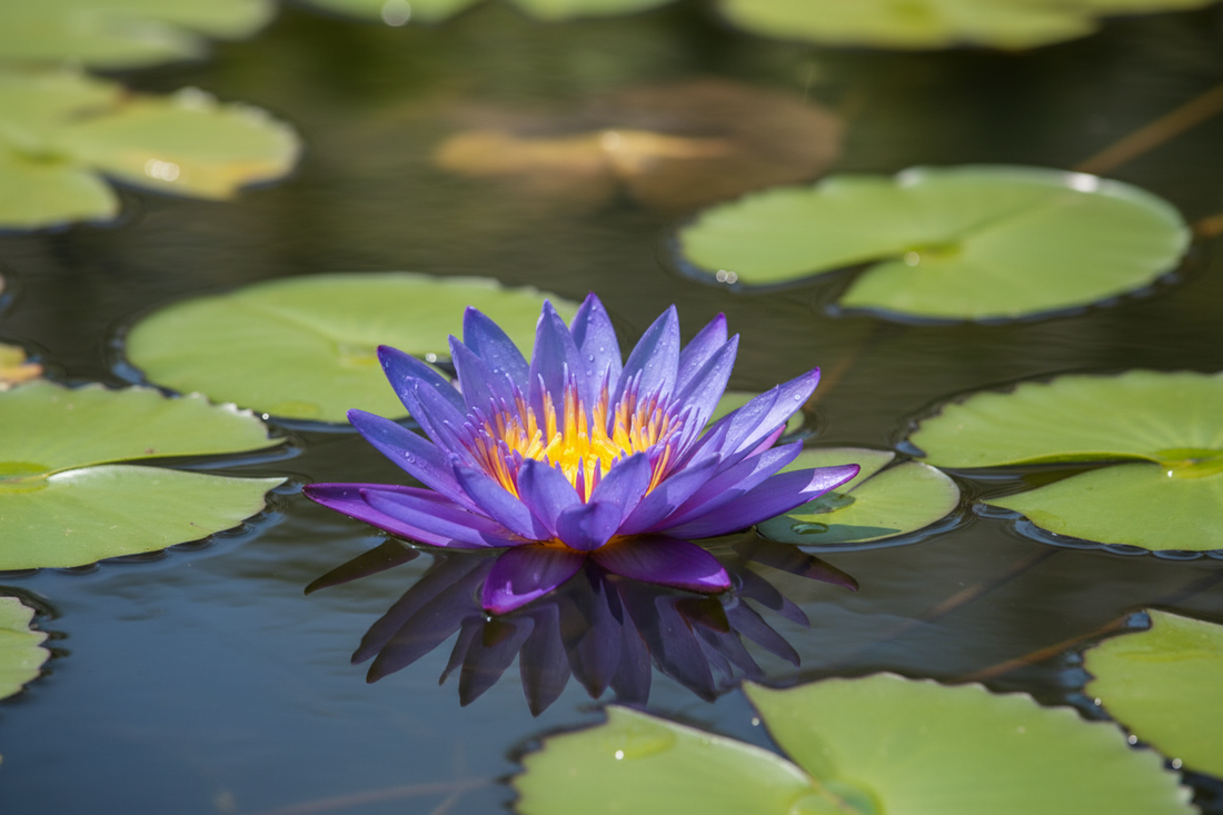 Is Blue Lotus Legal to Buy Online? Complete Legal Status Guide 2026