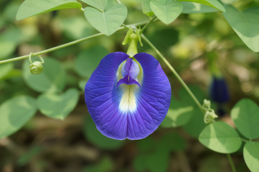 Is Blue Pea Flower Actually Worth Buying? Expert Analysis 2026