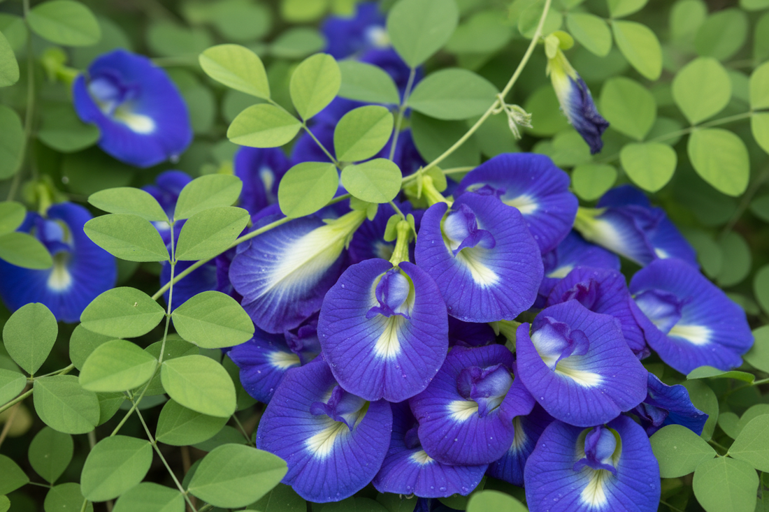 Blue Pea Flower Benefits: 11 Science-Backed Health Reasons (2025 Guide)