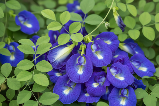 Blue Pea Flower Benefits: 11 Science-Backed Health Reasons (2026 Guide)