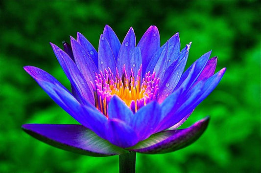 Organic Egyptian Blue Lotus Flower