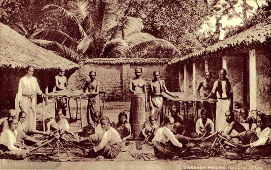 History of Ceylon Spice Trade in Ancient Times | Ceylon Spice Garden - Ceylon Spice Garden