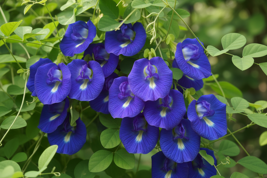 Cheap vs Premium Blue Pea Flower: What You're Paying For | Ceylon Spice Garden