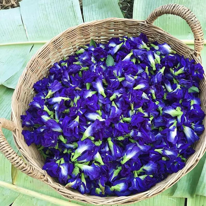 Butterfly Pea Flower Tea
