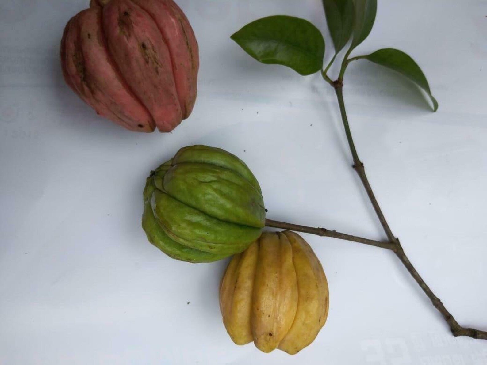 Authentic Ceylon Garcinia Cambogia from Sri Lanka's Pristine Forests - Ceylon Spice Garden