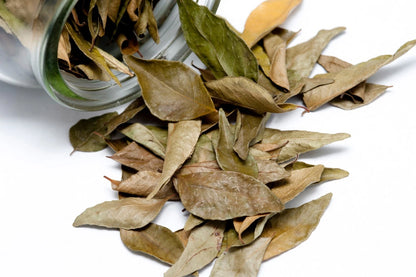 Premium Ceylon Bael Leaves (Aegle Marmelos) - Sacred Ayurvedic Wellness Herb