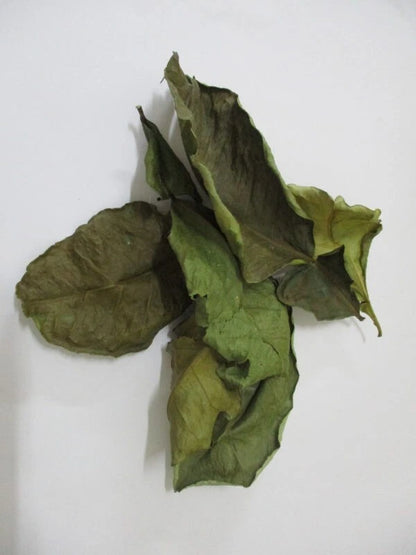 Avocado Leaves Dried - Organic Ceylon | Ceylon Spice Garden
