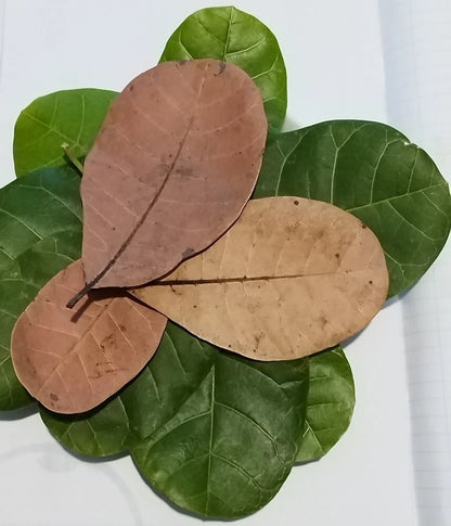 Premium Ceylon Cashew Leaves (Anacardium occidentale) - Nature's Anti-Diabetic and Oral Health Guardian