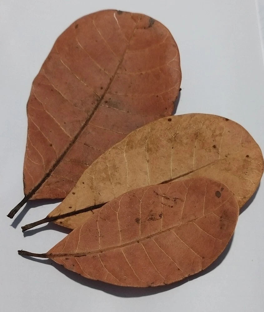 Premium Ceylon Cashew Leaves (Anacardium occidentale) - Nature's Anti-Diabetic and Oral Health Guardian