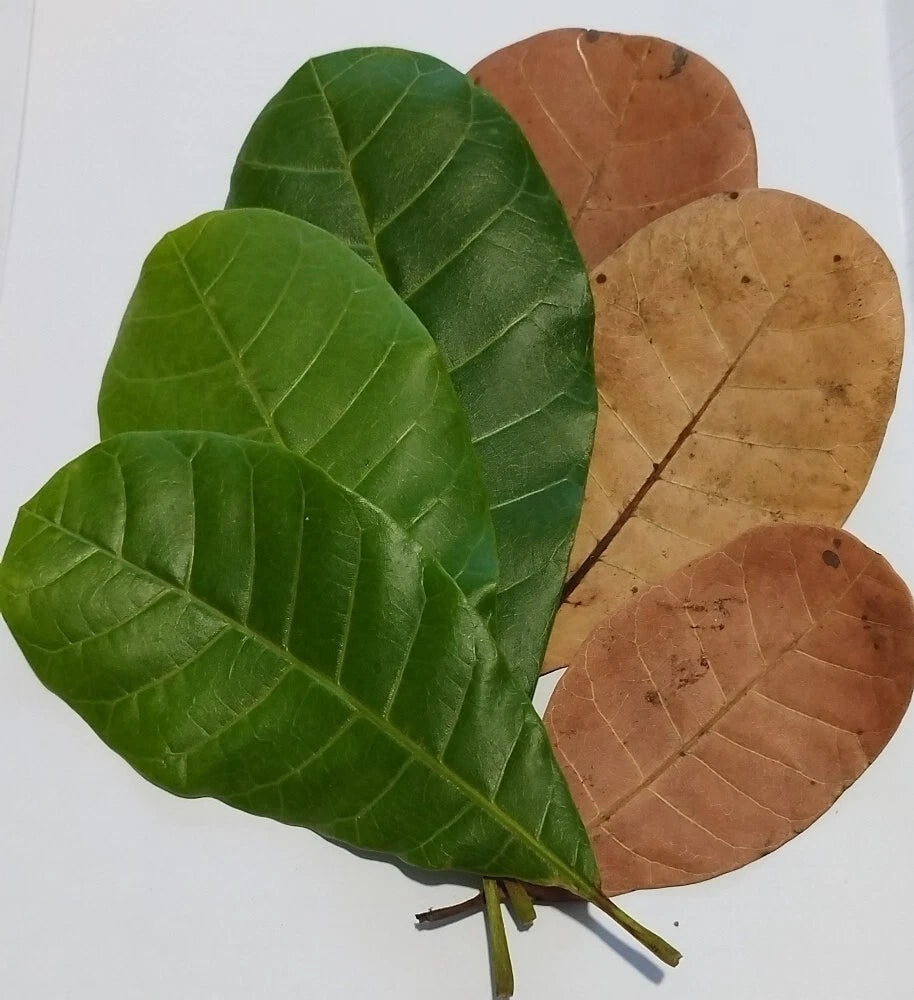Premium Ceylon Cashew Leaves (Anacardium occidentale) - Nature's Anti-Diabetic and Oral Health Guardian