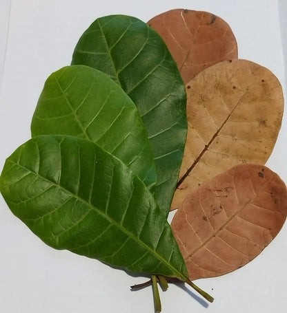 Premium Ceylon Cashew Leaves (Anacardium occidentale) - Nature's Anti-Diabetic and Oral Health Guardian