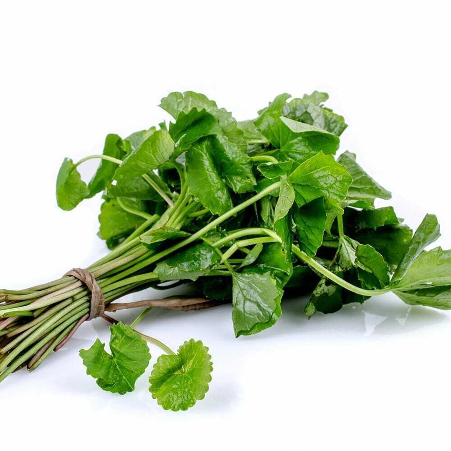 Ceylon Gotu Kola Powder | 100% Dried Sri Lankan Centella Asiatica | Natural Herbal Supplement - Ceylon Spice Garden