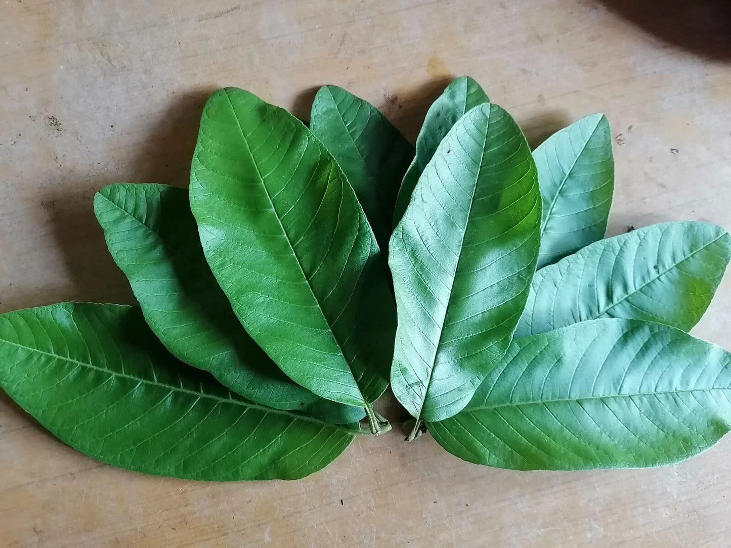 Premium Ceylon Guava Leaves (Psidium guajava) - Nature's Multi-Purpose Wellness Herb