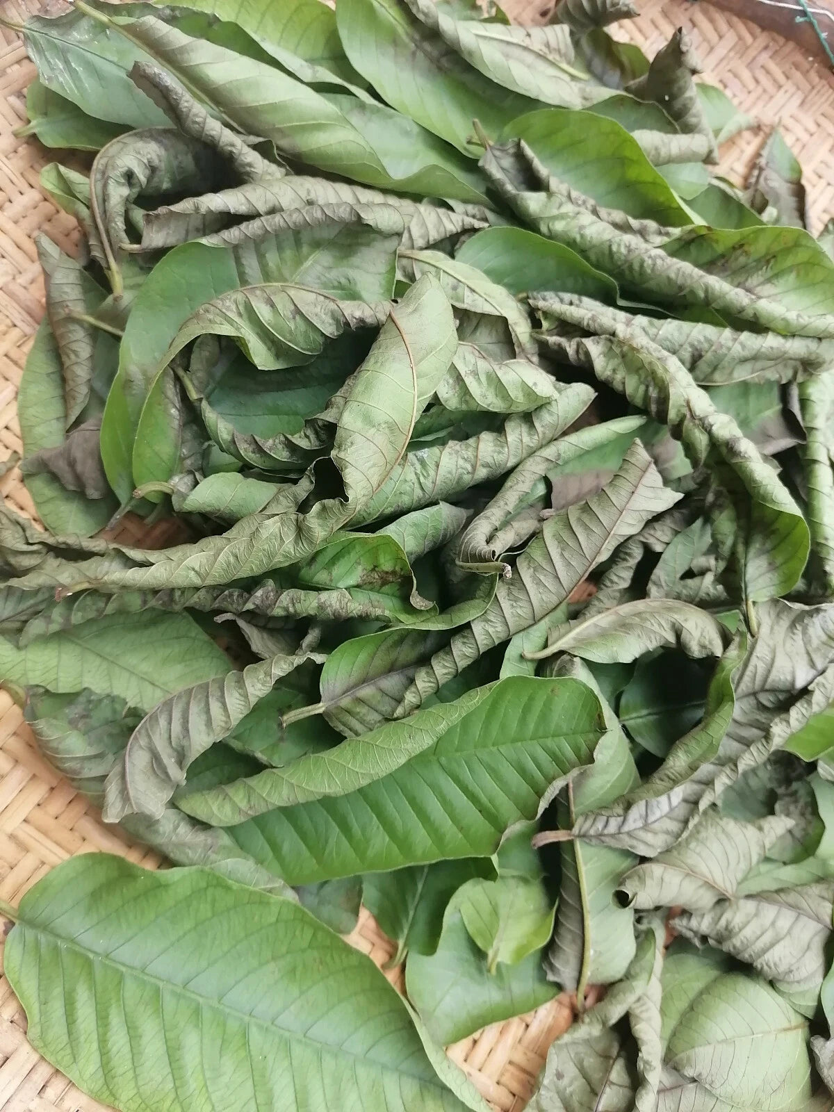 Premium Ceylon Guava Leaves (Psidium guajava) - Nature's Multi-Purpose Wellness Herb