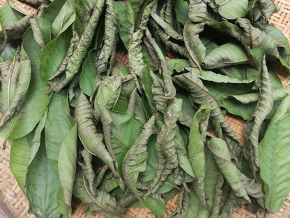 Premium Ceylon Guava Leaves (Psidium guajava) - Nature's Multi-Purpose Wellness Herb