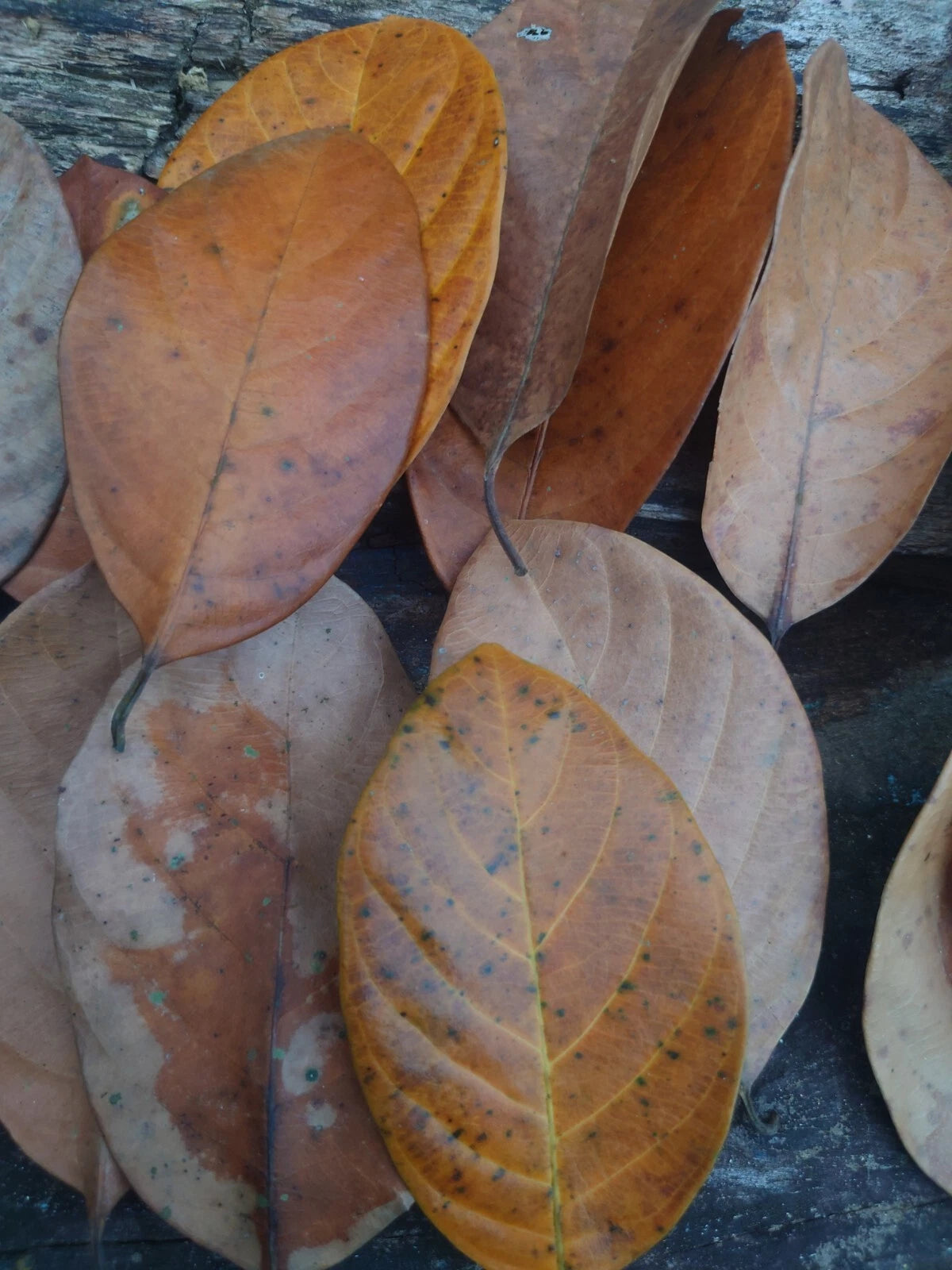 Premium Ceylon Jackfruit Leaves (Artocarpus heterophyllus) - Nature's Diabetes Guardian and Metabolic Wonder