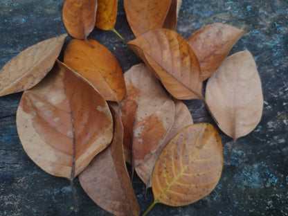 Premium Ceylon Jackfruit Leaves (Artocarpus heterophyllus) - Nature's Diabetes Guardian and Metabolic Wonder