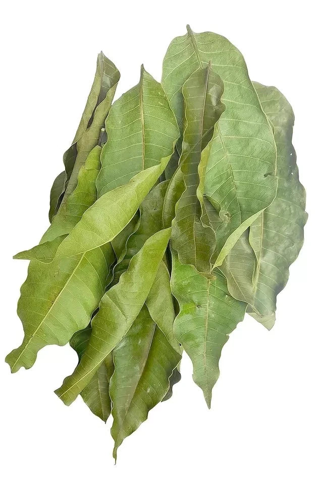 Premium Ceylon Mango Leaves (Mangifera indica) - Nature's Diabetes Defense and Metabolic Wellness Herb