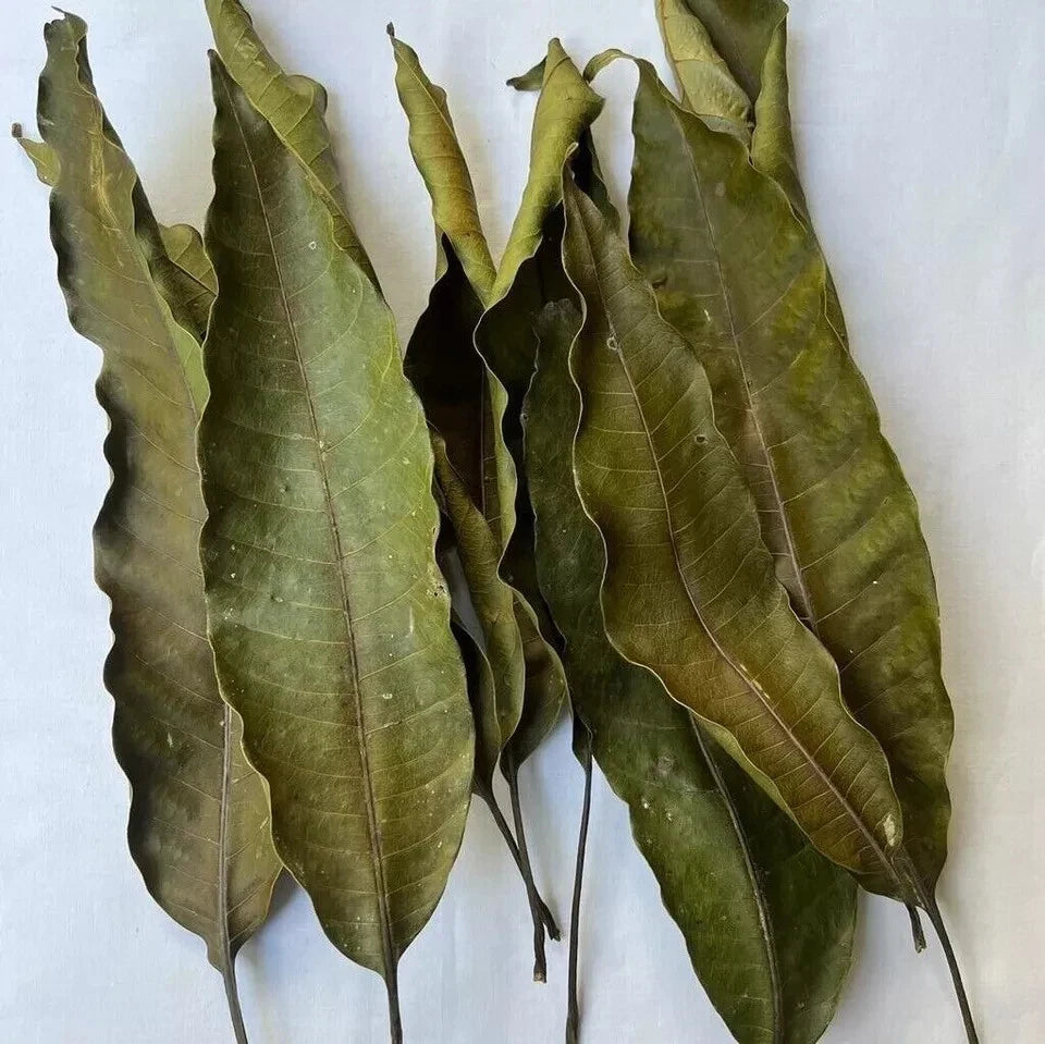 Premium Ceylon Mango Leaves (Mangifera indica) - Nature's Diabetes Defense and Metabolic Wellness Herb