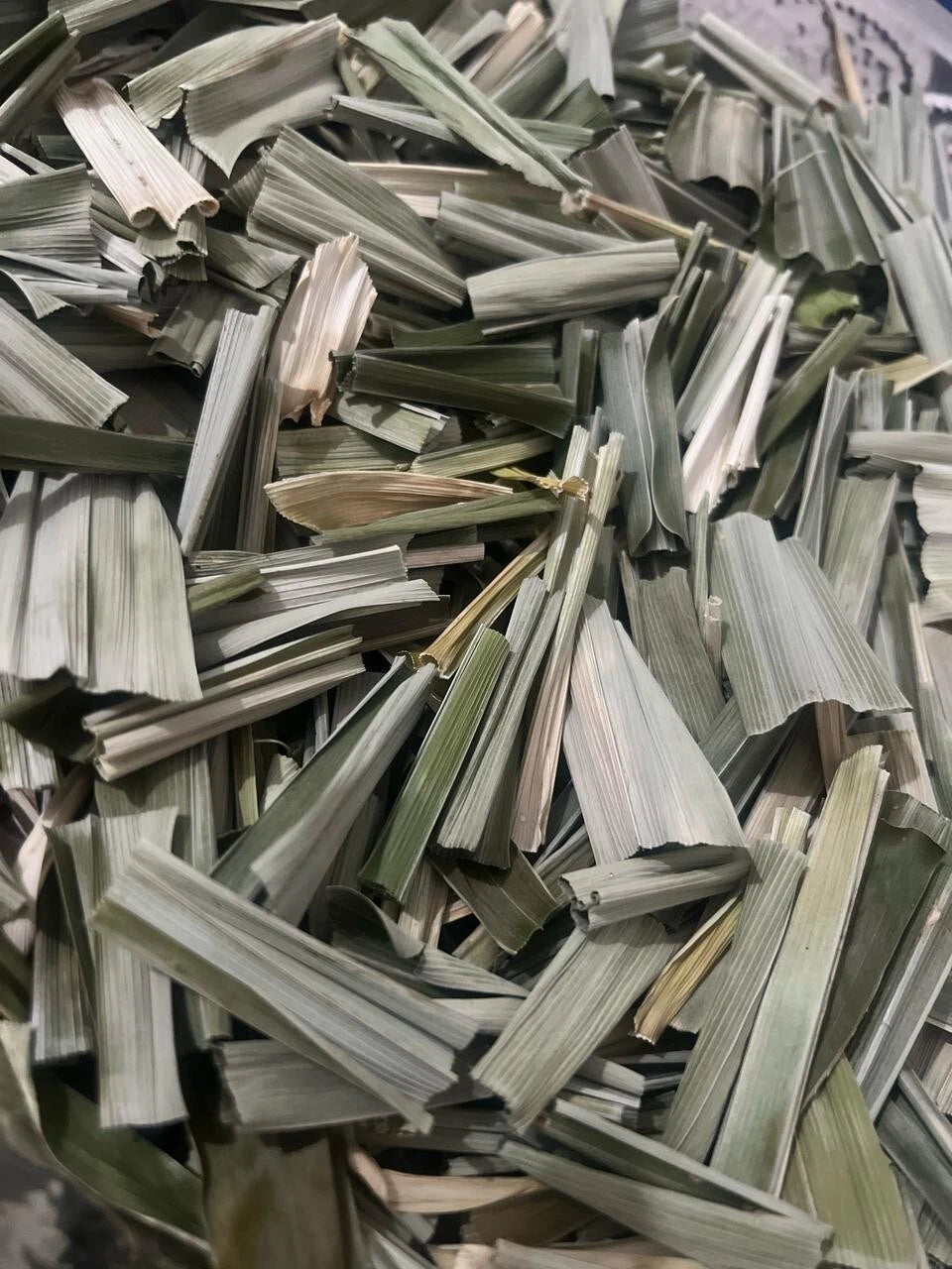 Premium Ceylon Pandan Leaves (Pandanus amaryllifolius) - The Vanilla of the East