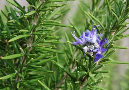 Ceylon Dried Rosemary Leaves – Premium Culinary Herb