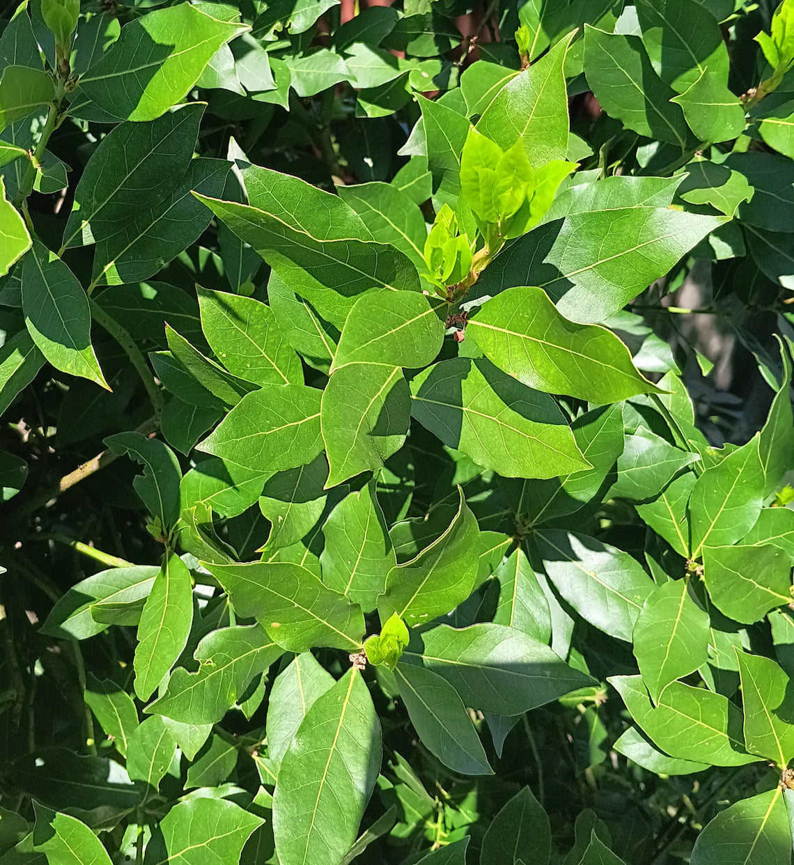 Whole Dried Bay Leaves - Blood Sugar, Digestion & Flavour