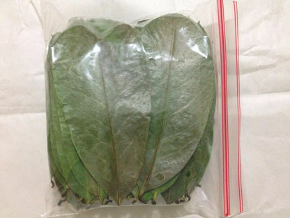 Organic Dried Soursop Leaves – Graviola / Guanabana / Annona Muricata (Ceylon Origin)