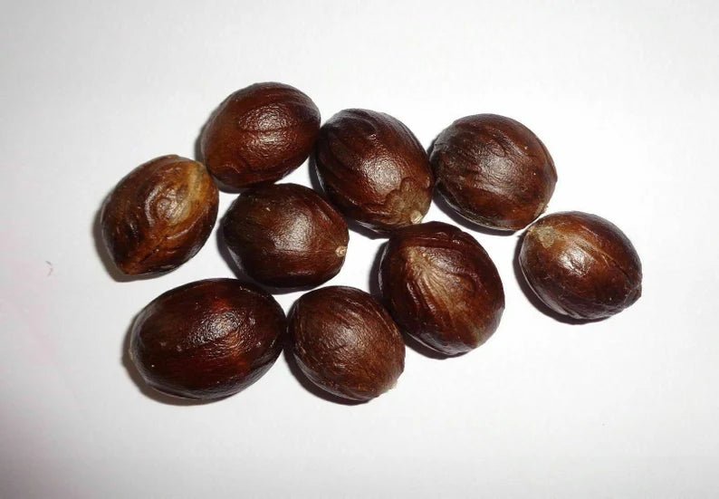 Premium Ceylon Nutmeg from Sri Lanka - Authentic True Nutmeg - Ceylon Spice Garden