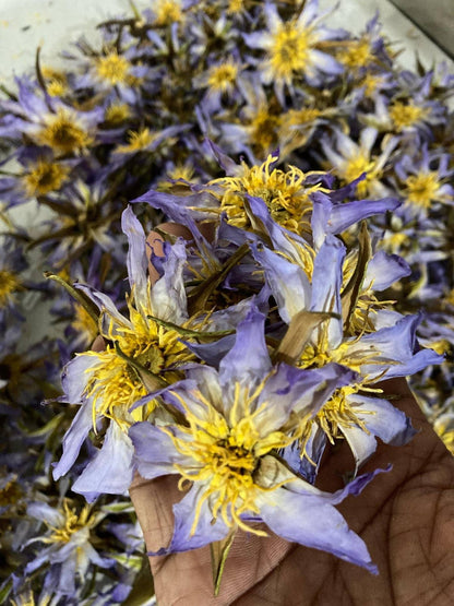 Rare Egyptian Blue Lotus Flowers – 100% Organic Whole & Crushed (Nymphaea Caerulea)