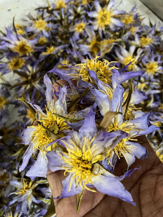 Rare Egyptian Blue Lotus Flowers – 100% Organic Whole & Crushed (Nymphaea Caerulea)