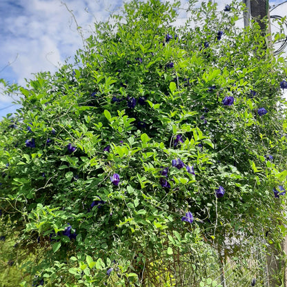 Ceylon Blue Butterfly Pea Flower Powder - 100% Pure Organic Clitoria Ternatea | Natural Food Coloring